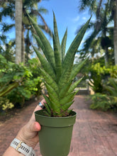 Load image into Gallery viewer, Sansevieria Tower, 4” pot
