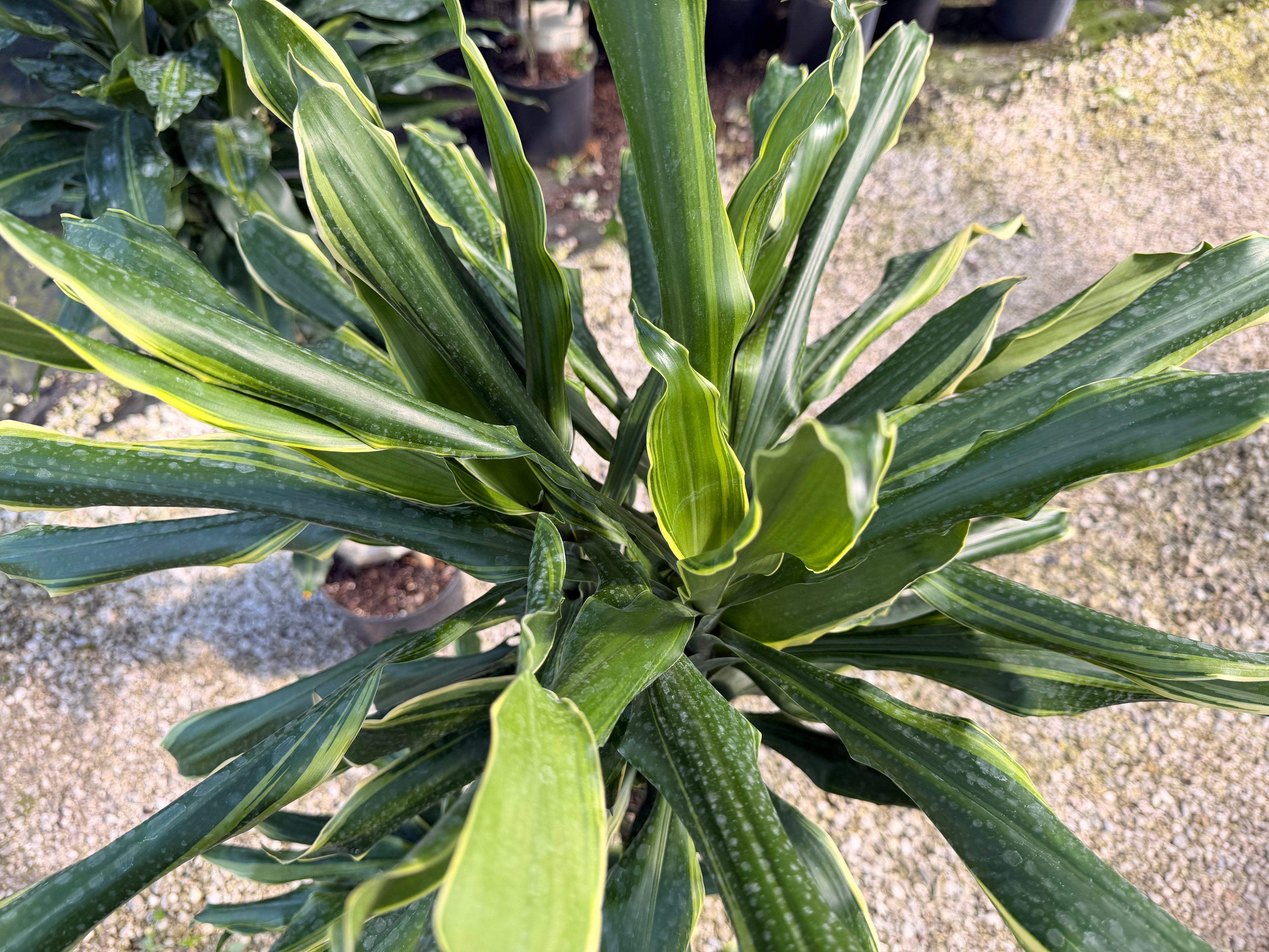 Dracaena Moonlight cane, 10” pot