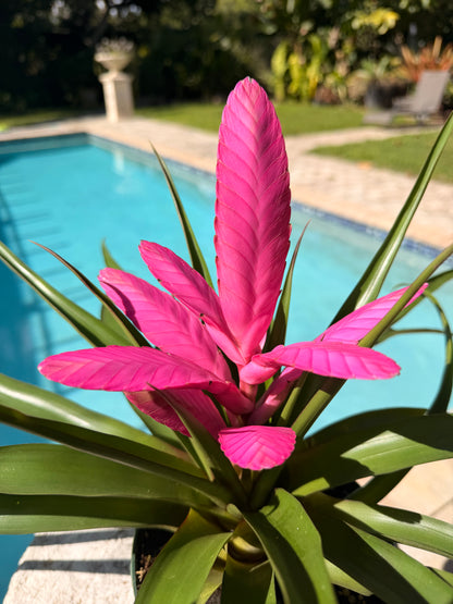 Tillandsia ‘Antonio’, 5” pot