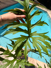 Load image into Gallery viewer, Philodendron Warscewiczii, Snowflake, 6” pot. Ready for 8” pot. Actual plant