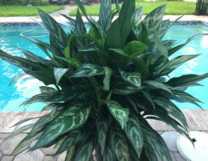 Aglaonema Juliette, 10” pot