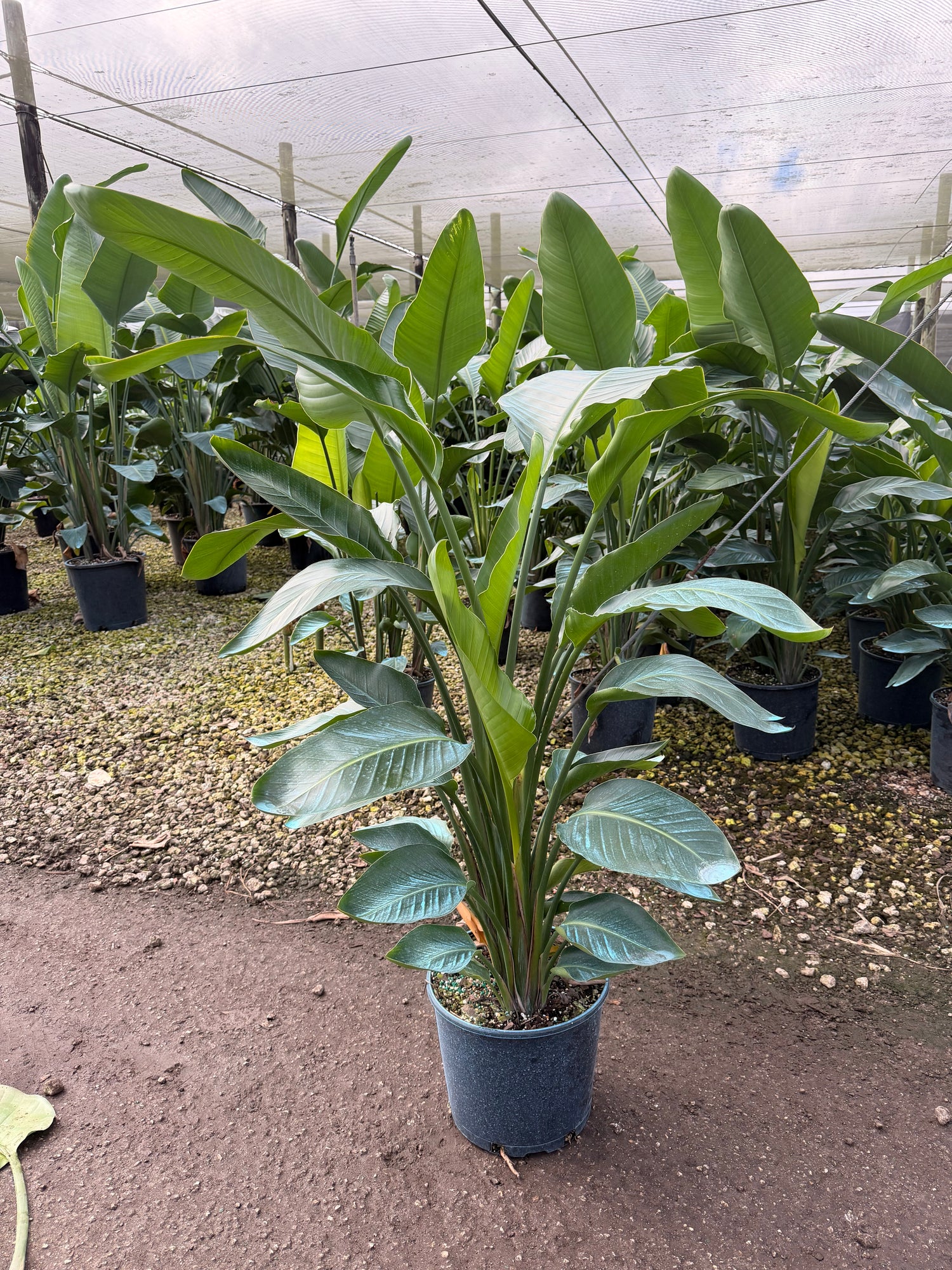 White Bird of Paradise, 60” box