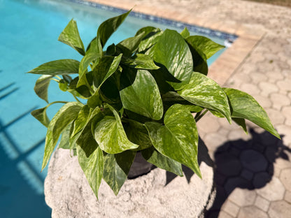 Marble Queen photos, 6” pot