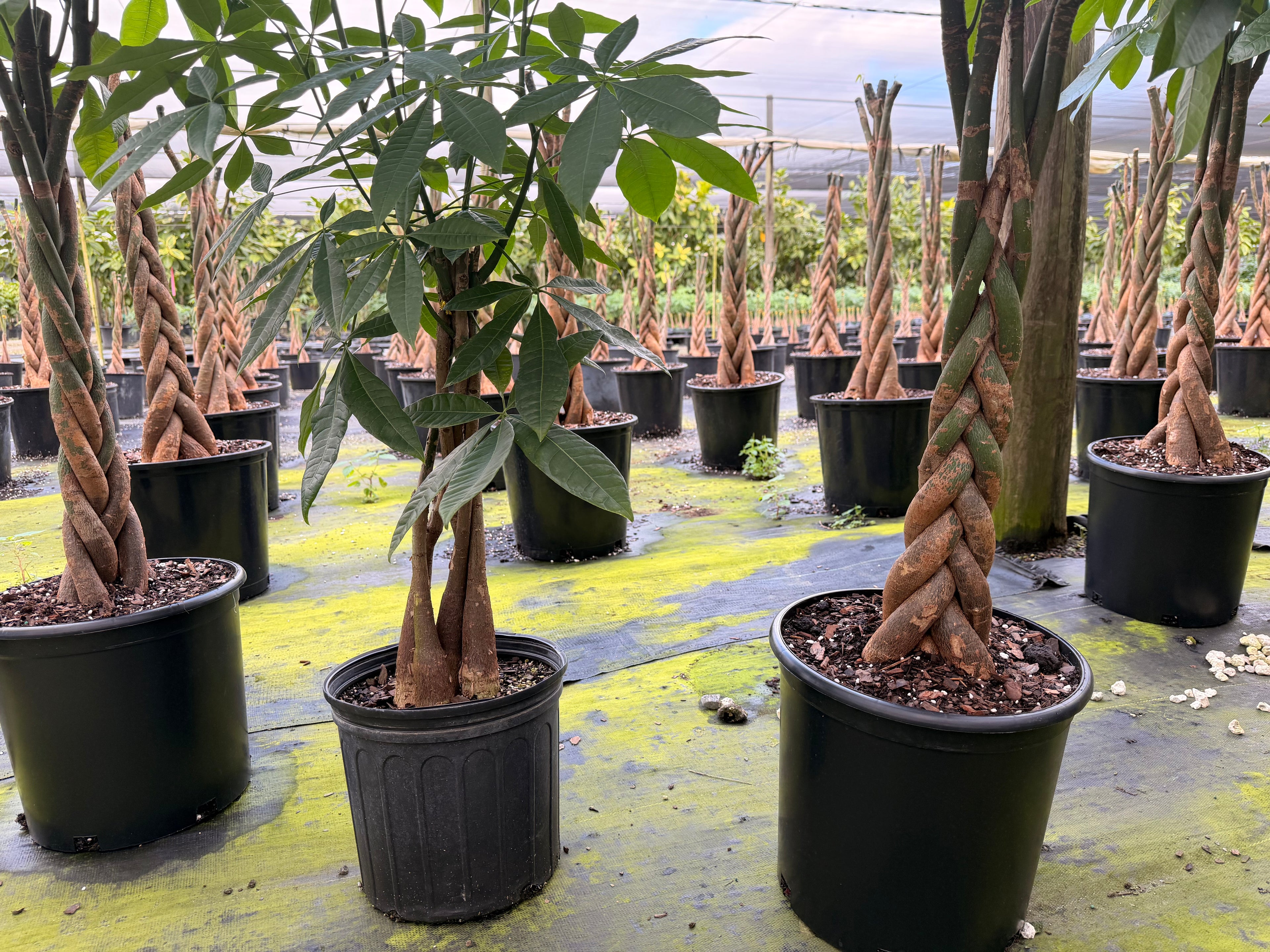 Money tree, tall braid, new heads, 12” pot