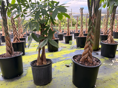 Money tree, tall braid, new heads, 12” pot
