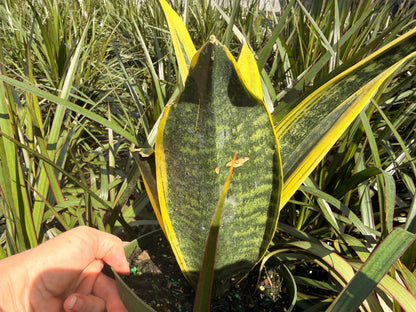Sansevieria Golden Flame, 6” pot