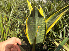 Load image into Gallery viewer, Sansevieria Golden Flame, 6” pot