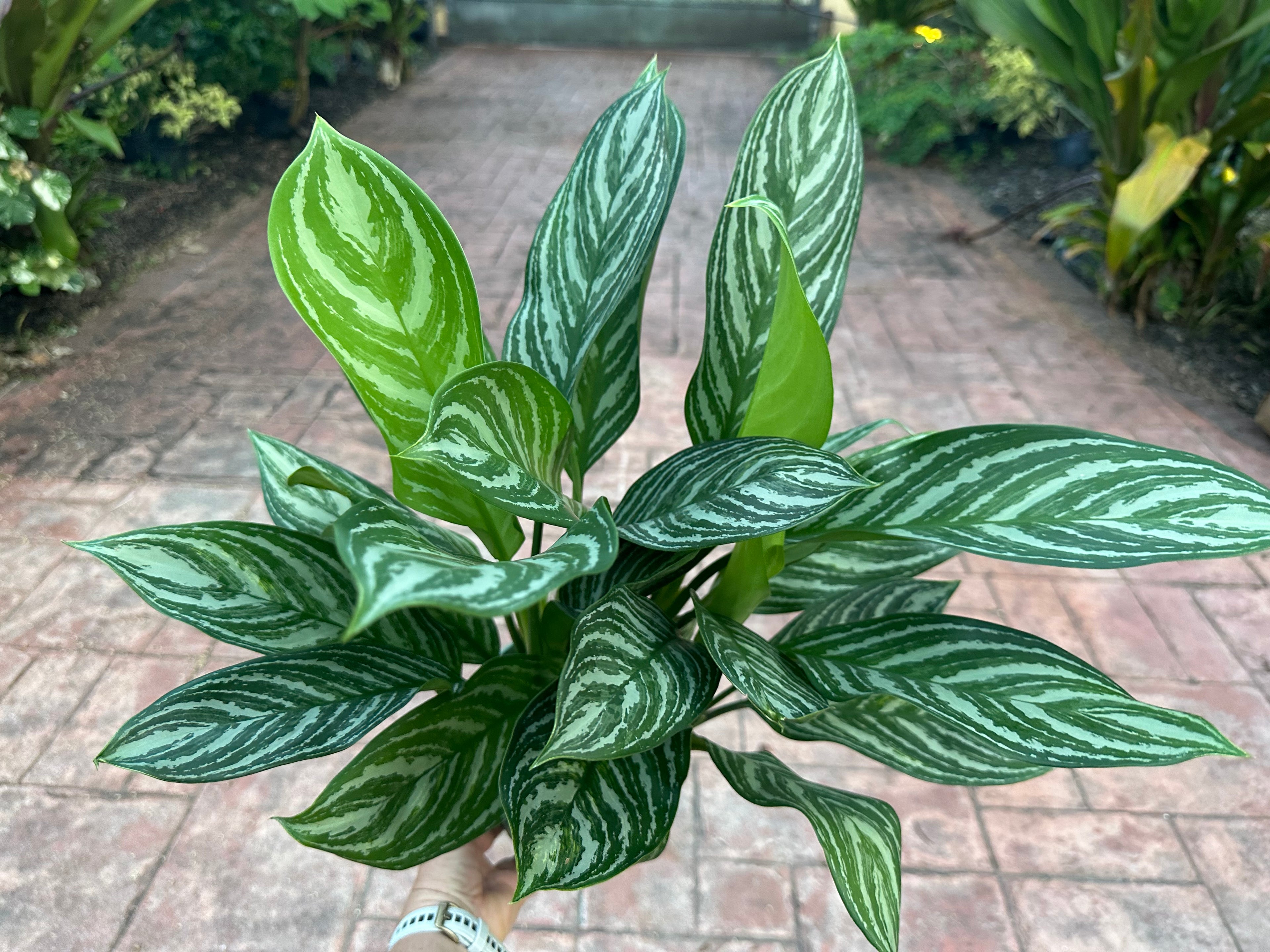 Aglaonema Stripes, 6” pot