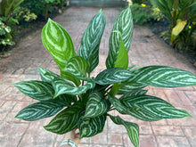 Load image into Gallery viewer, Aglaonema Stripes, 6” pot