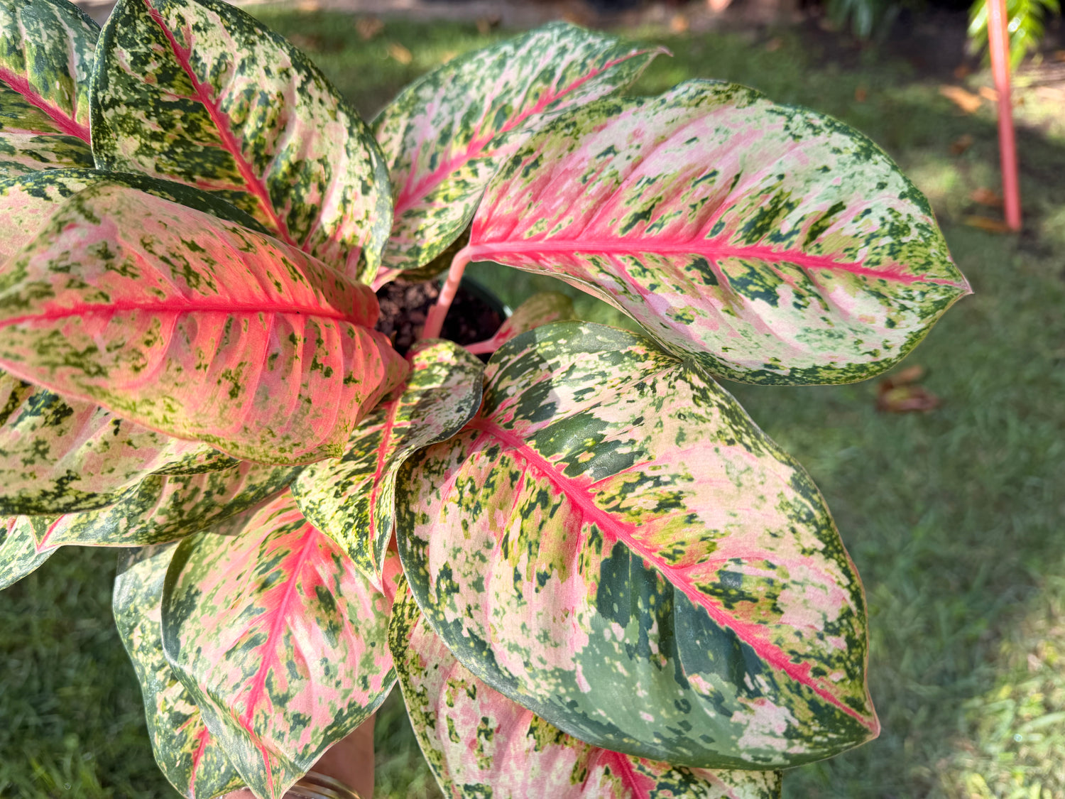 Aglaonema Crosbys Christmas, 6” pot