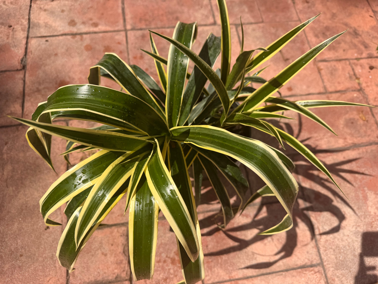 Dracaena Reflexa Honoriae, 10” pot