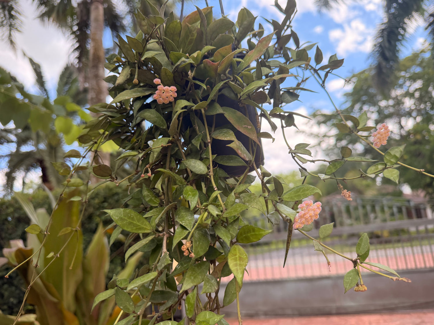 Hoya Sunrise, 5” pot