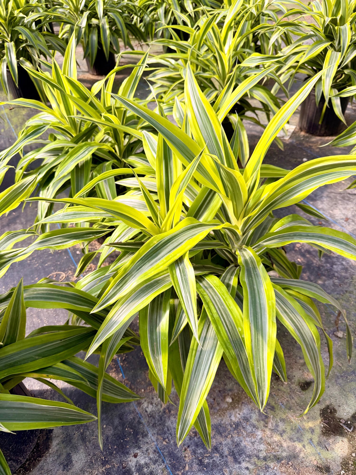 Dracaena Lemon Lime, 10” pot