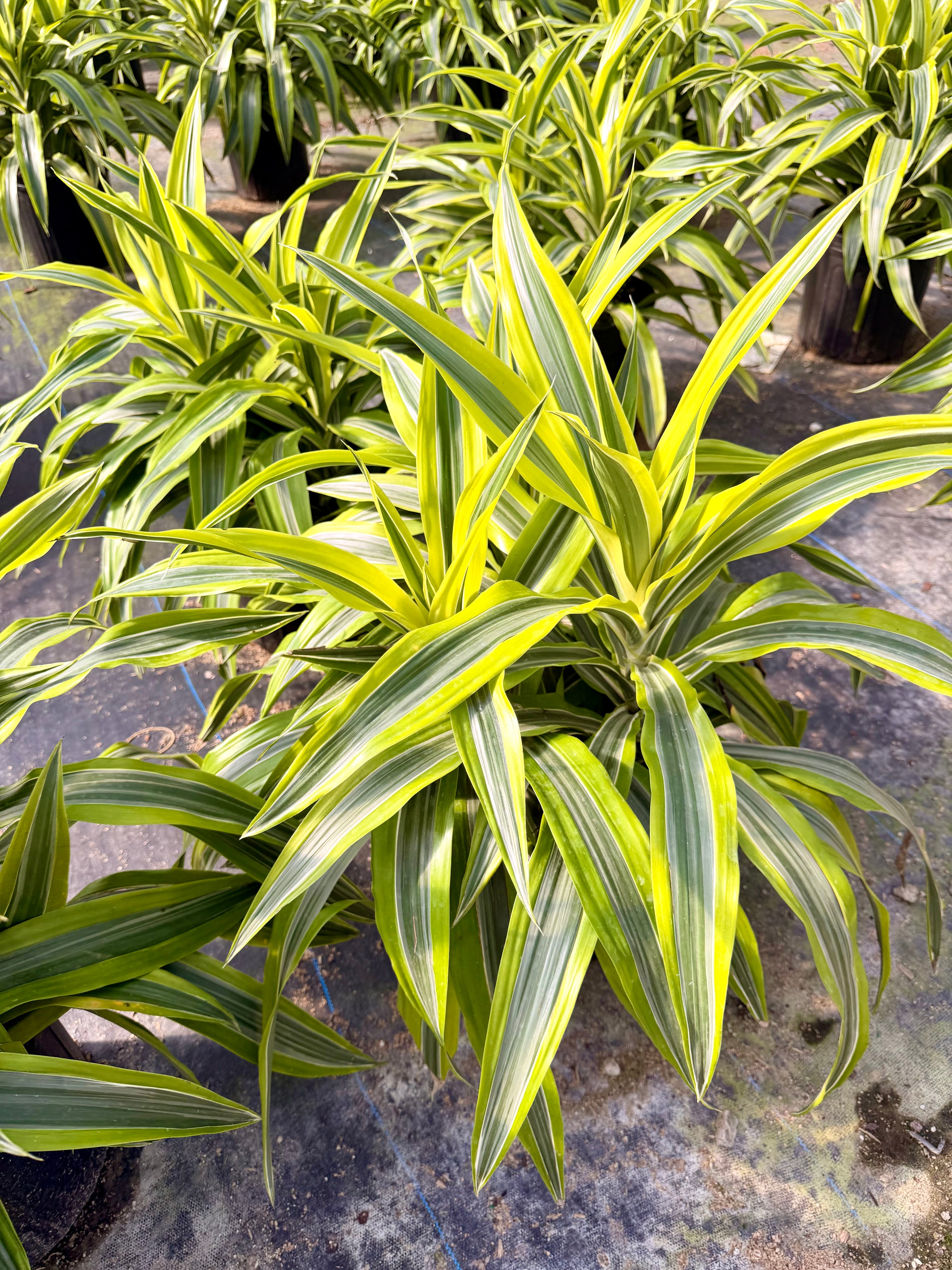 Dracaena Lemon Lime, 10” pot