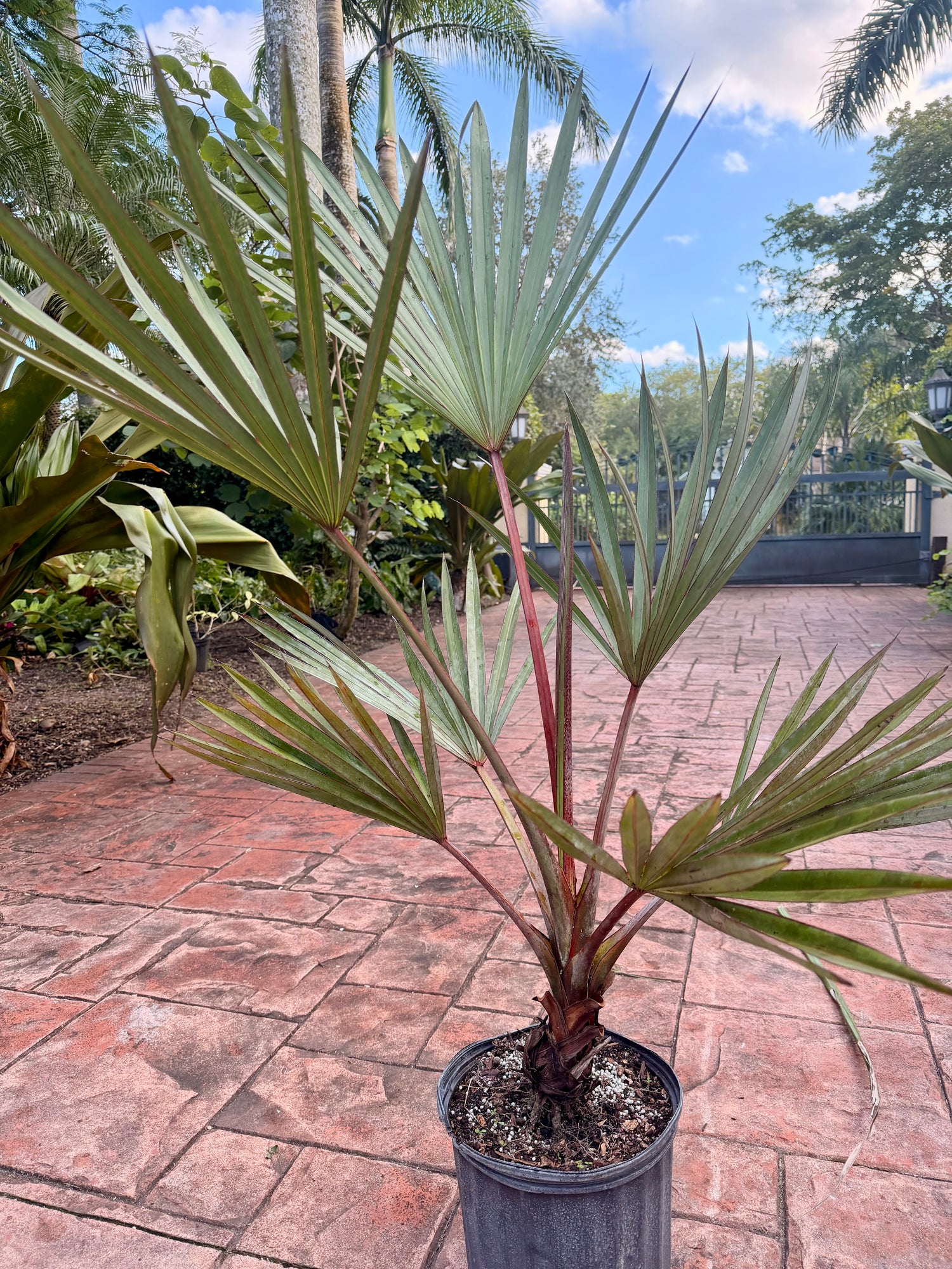 Red Latan palm, 10” pot