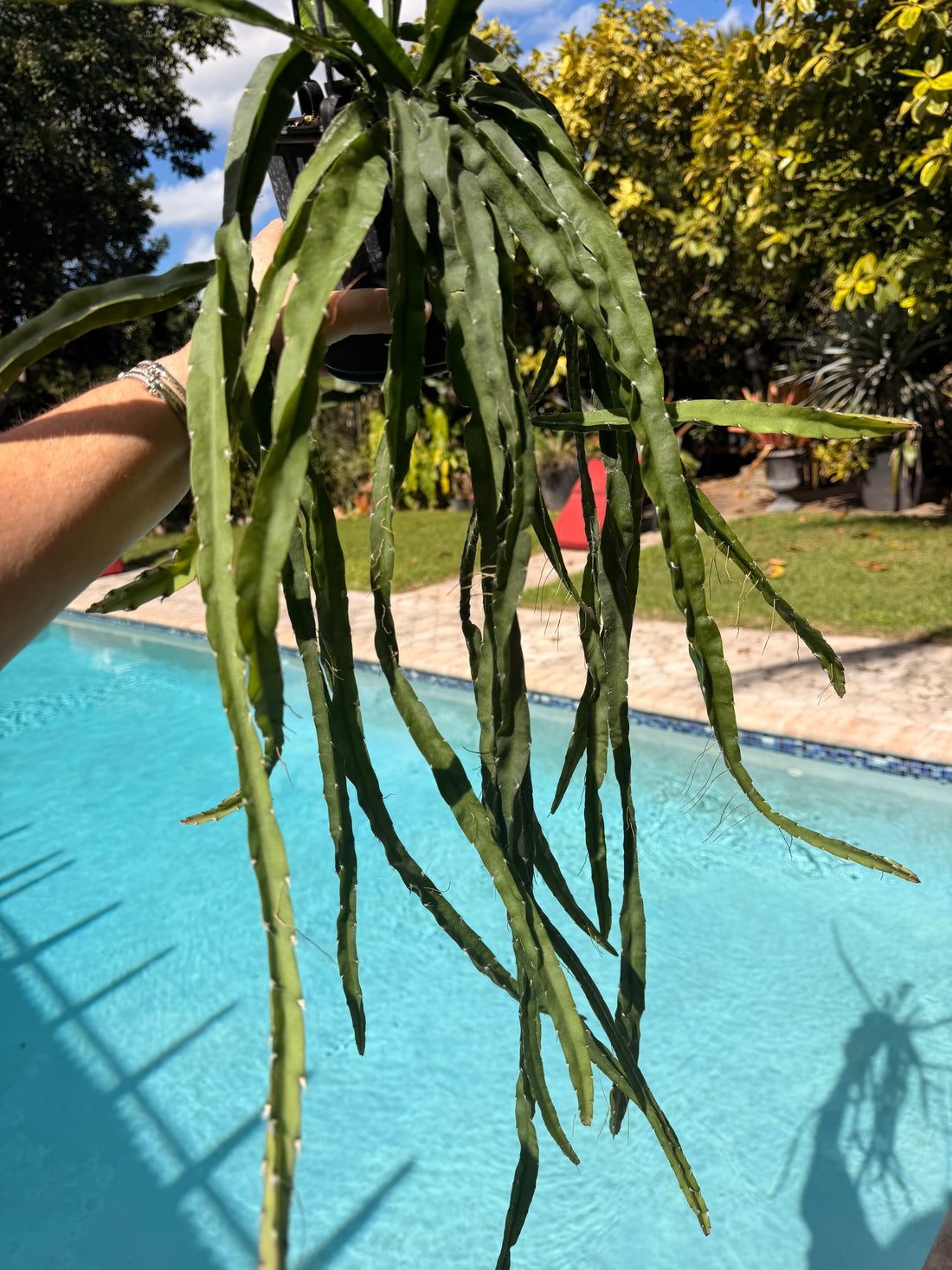 Rhipsalis Cruciformis, 5” pot Large