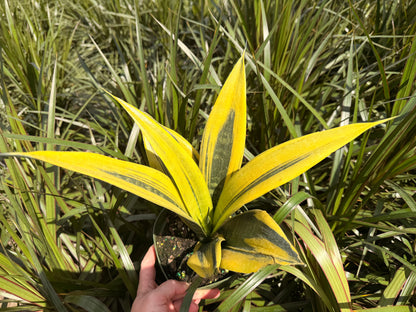 Sansevieria Golden Flame, 6” pot