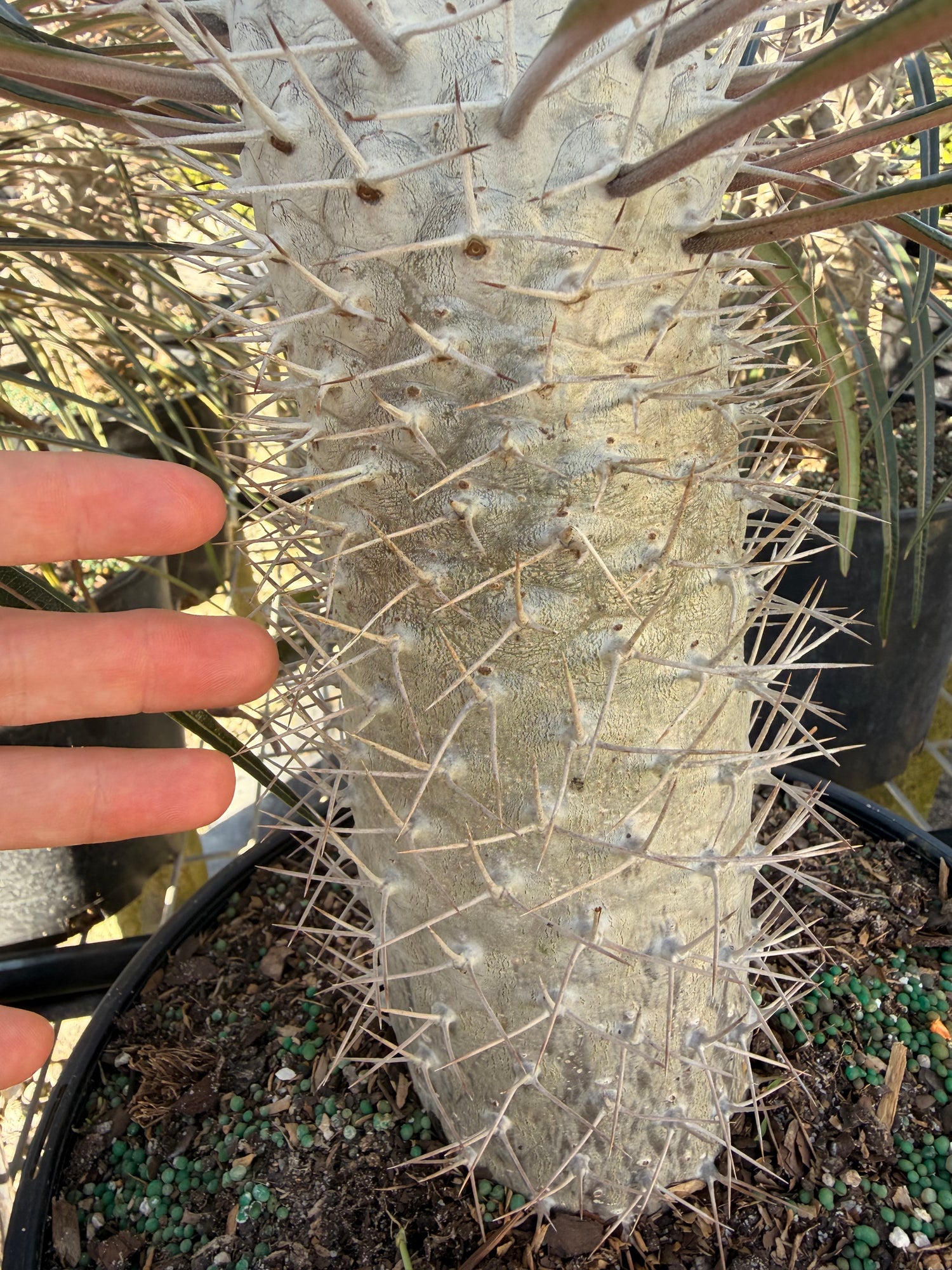Madagascar palm, 10” pot - Pachypodium geayi