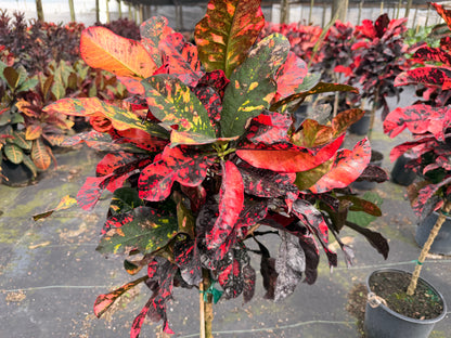 Croton Magnificent Std. 10” pot