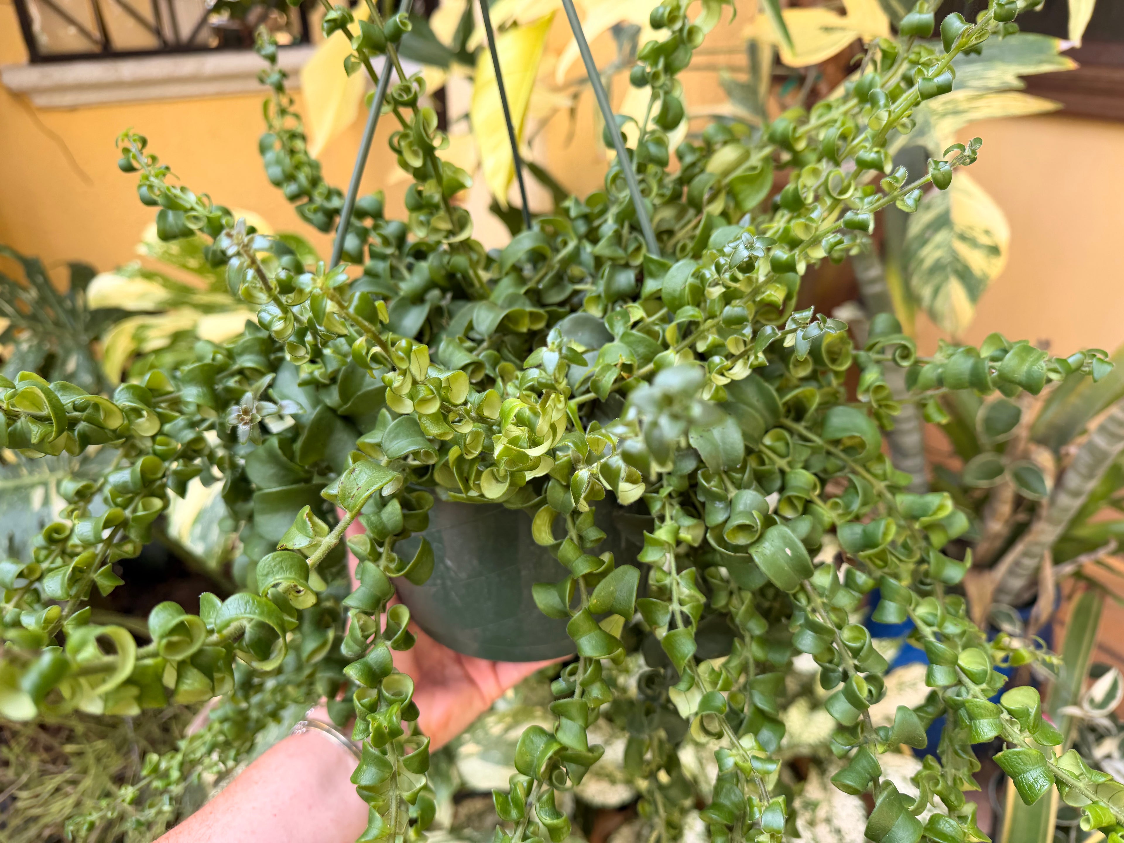 Aeschynanthus Rasta, Lipstick plant, 8” basket - Large