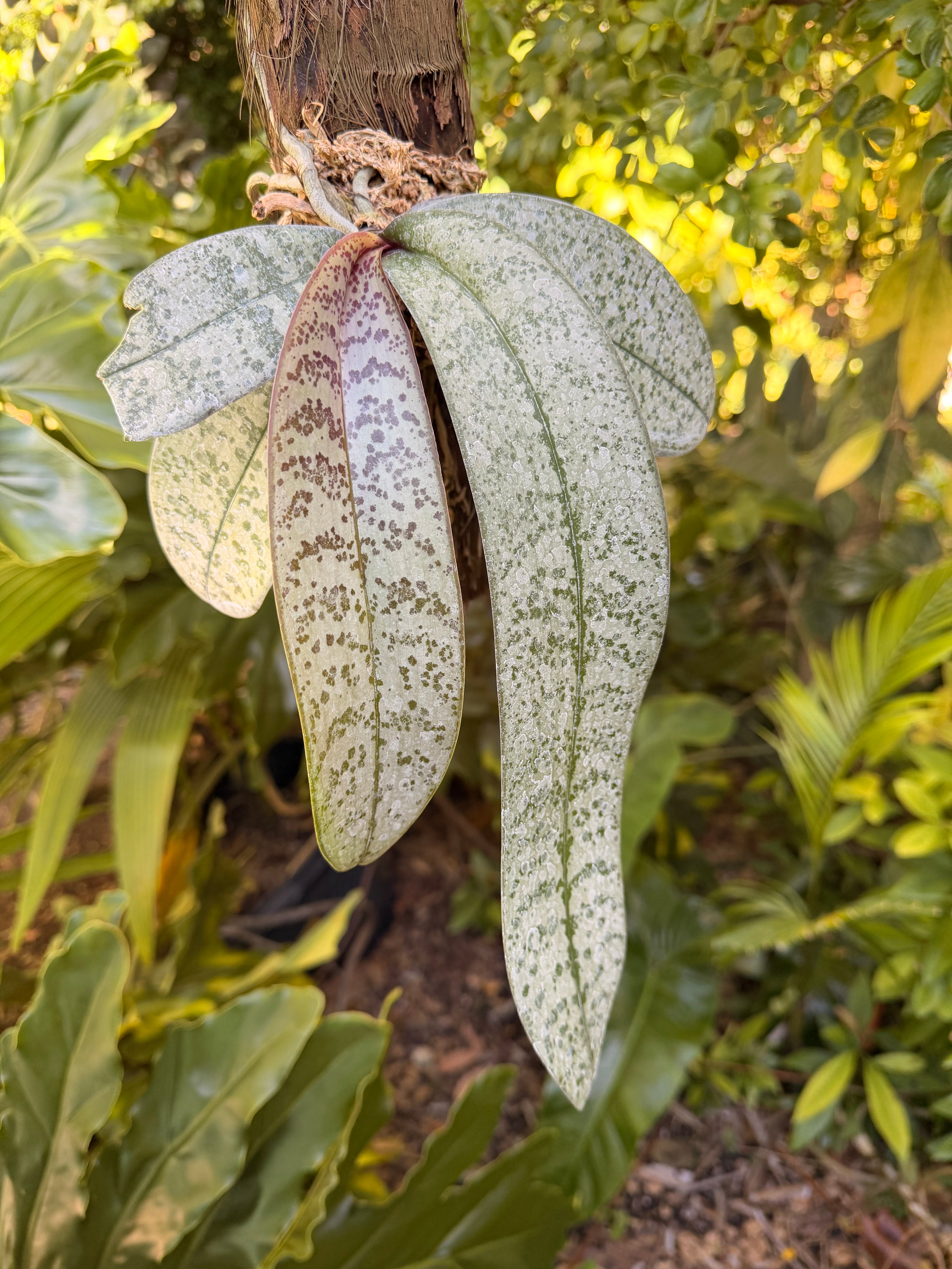 Mounted Phalaenopsis schilleriana