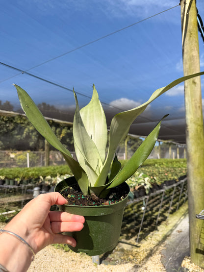 Sansevieria Starter pack A