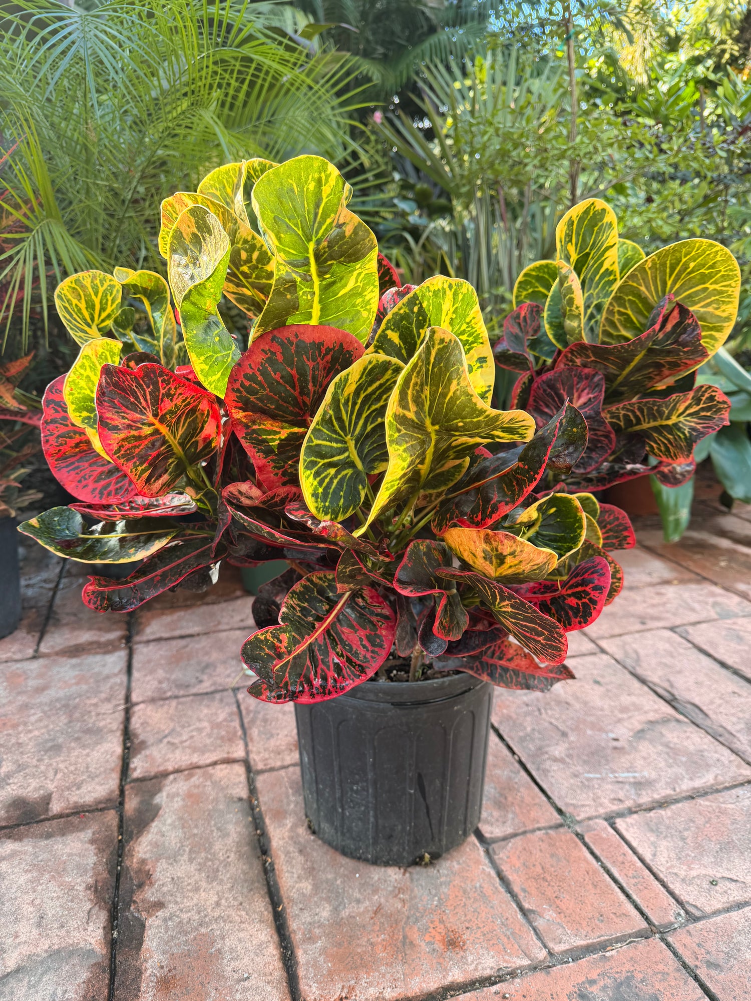 Round Leaf Croton, Thai hybrid, 10” pot - Full