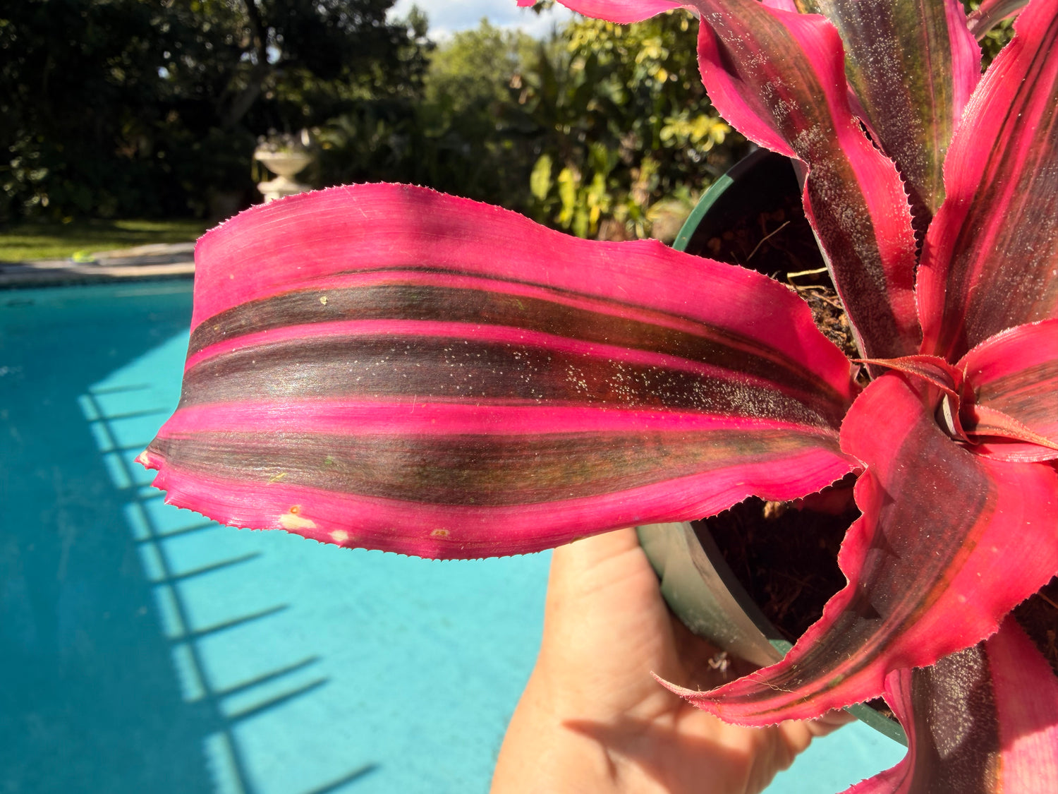 Cryptanthus Red Baron, 5” pot