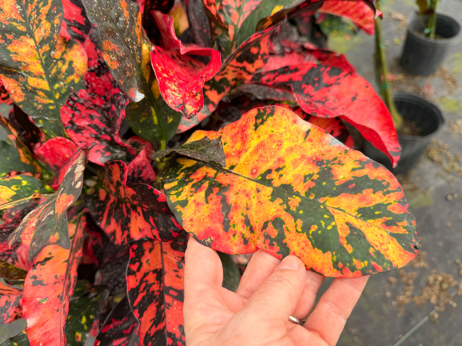 Croton Magnificent Std. 10” pot