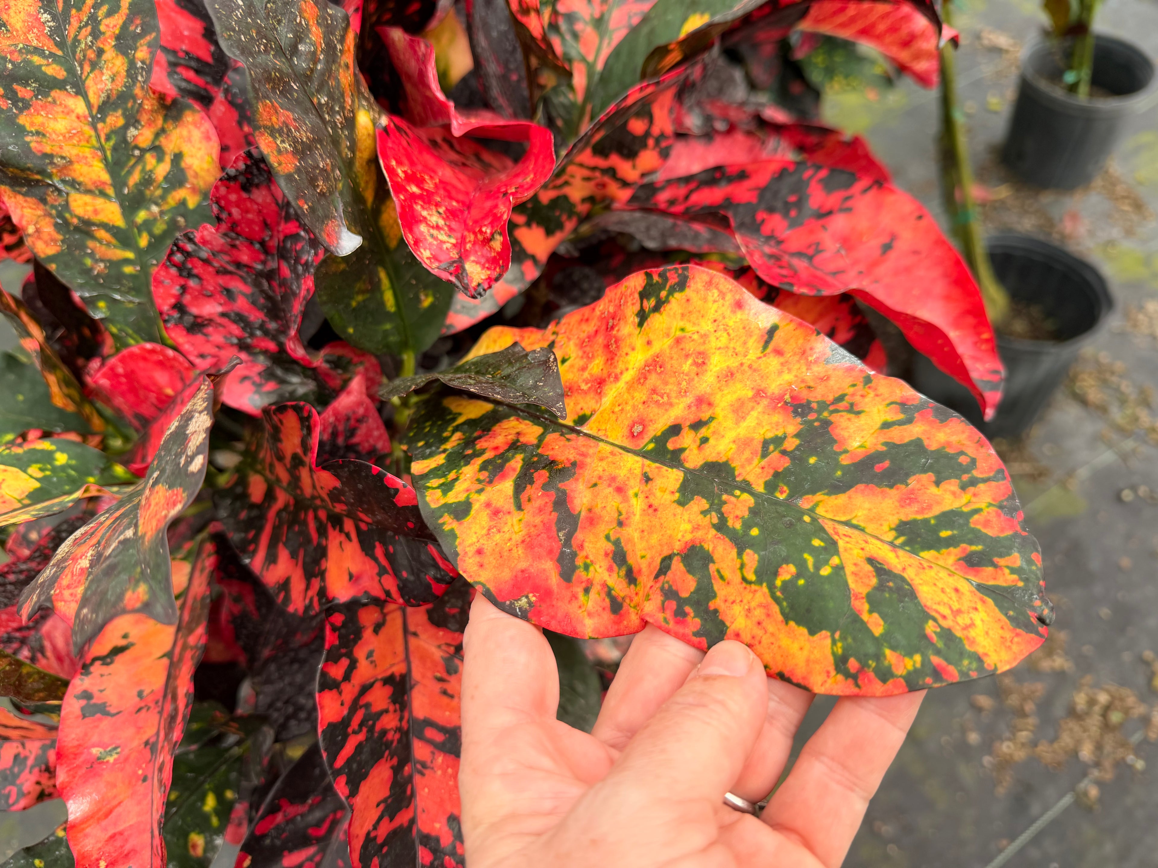 Croton Magnificent Std. 10” pot