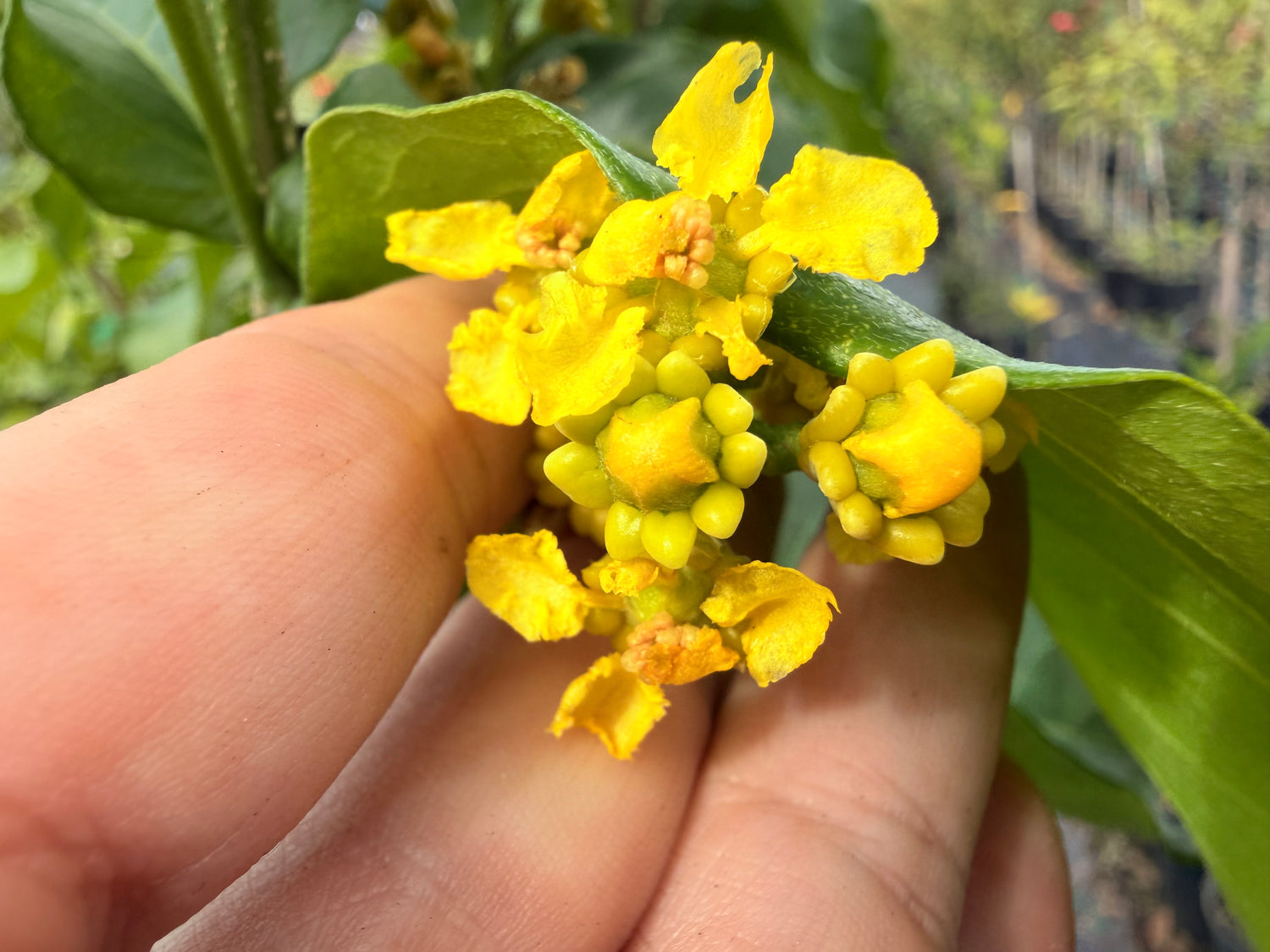 Peanut Butter tree, 10” pot - Bunchosia argentea