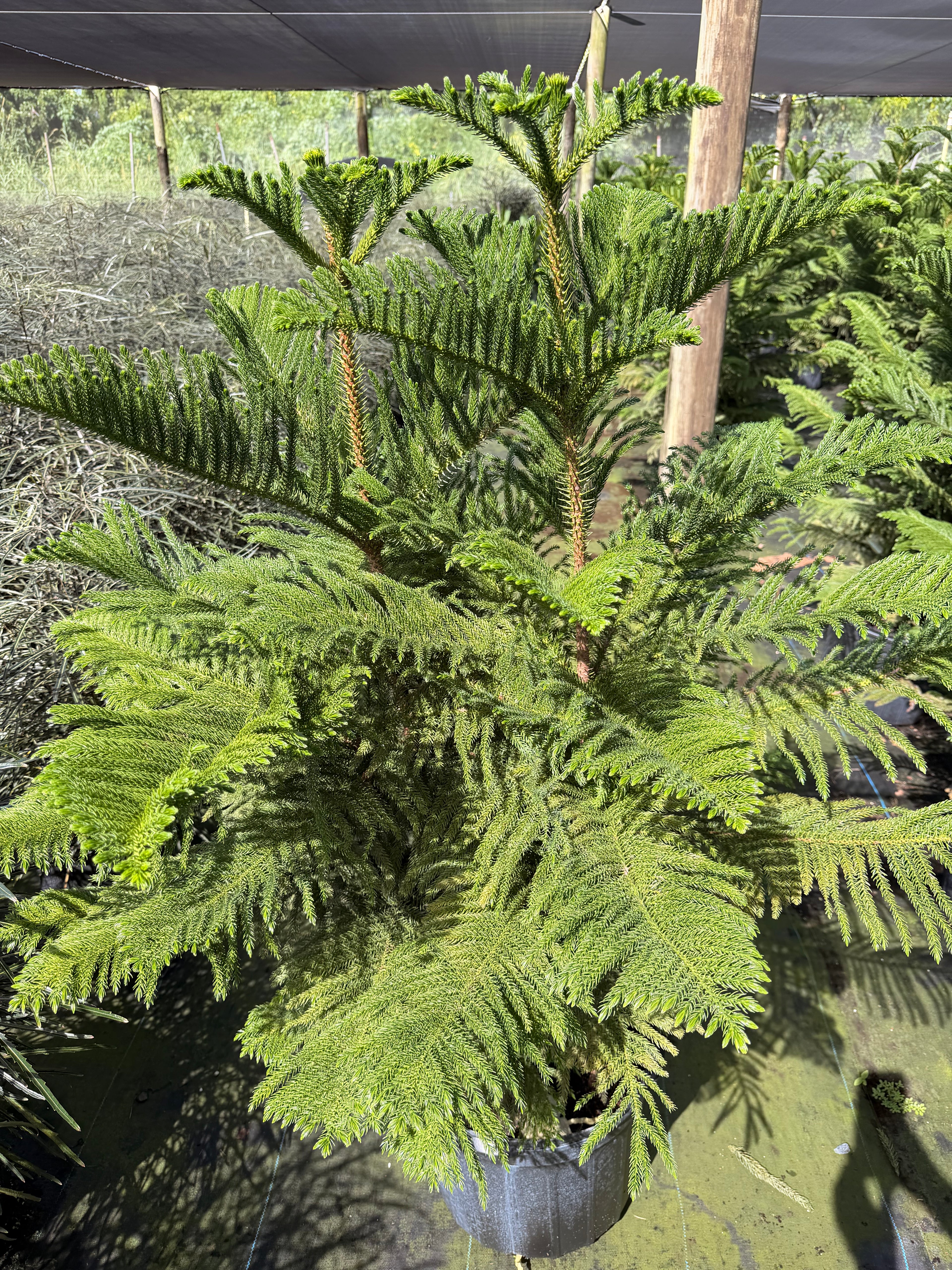 Norfolk Island pine, 14” pot