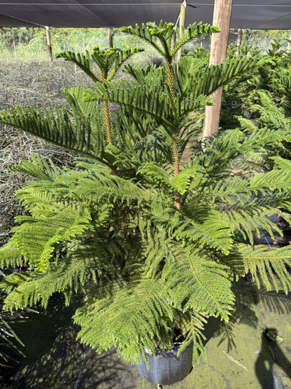 Norfolk Island pine, 14” pot