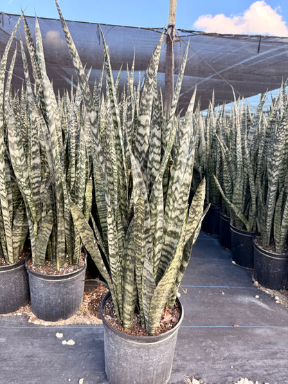 Sansevieria Peppermint, 10” pot - Ships GROUND