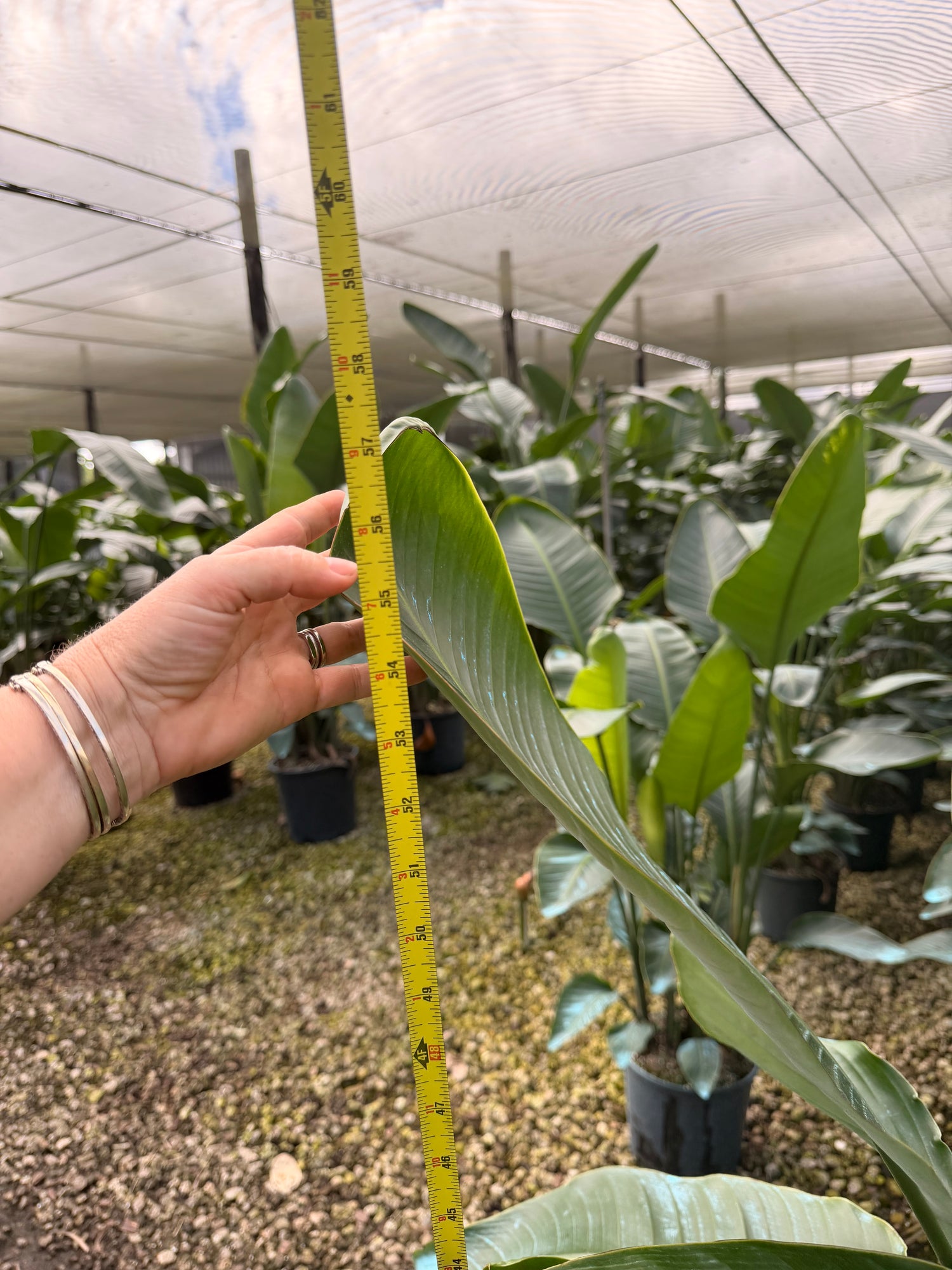 White Bird of Paradise, 60” box