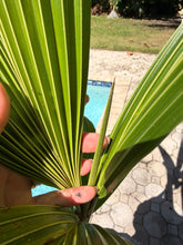 Load image into Gallery viewer, Sprouted Coconut. Large nut. Ready to plant or grow in water.