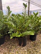 Load image into Gallery viewer, ZZ plant, Zamioculcas Zamiifolia, 14” pot