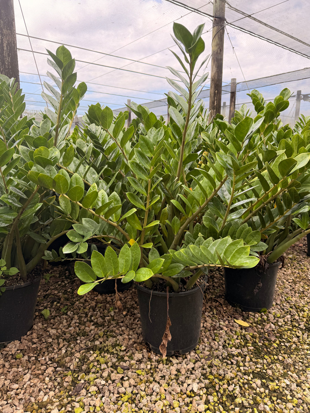 ZZ plant, Zamioculcas Zamiifolia, 14” pot