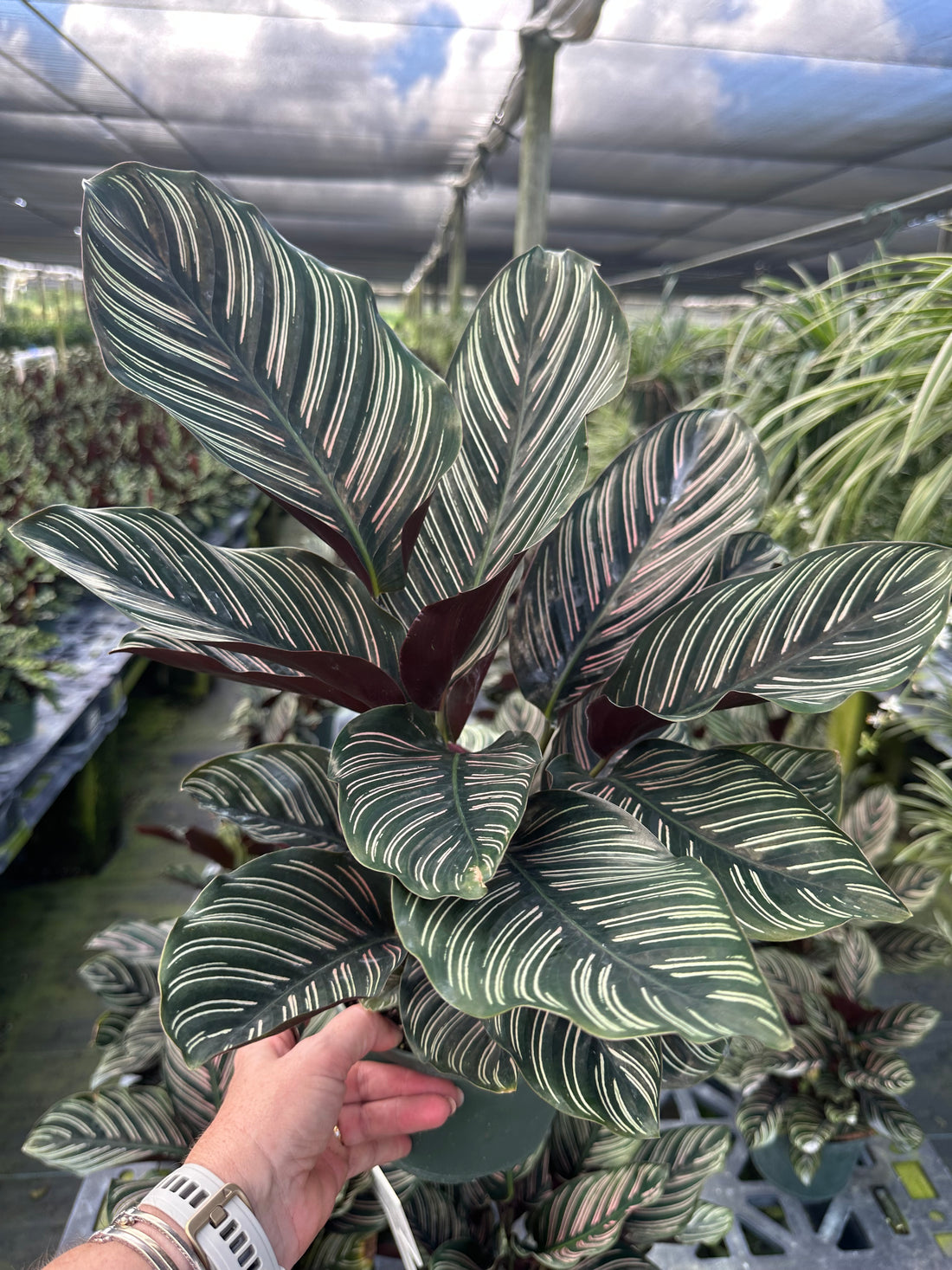 Calathea Ornata, 6" pot