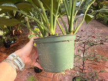 Load image into Gallery viewer, Aglaonema Green Lady, 6” pot