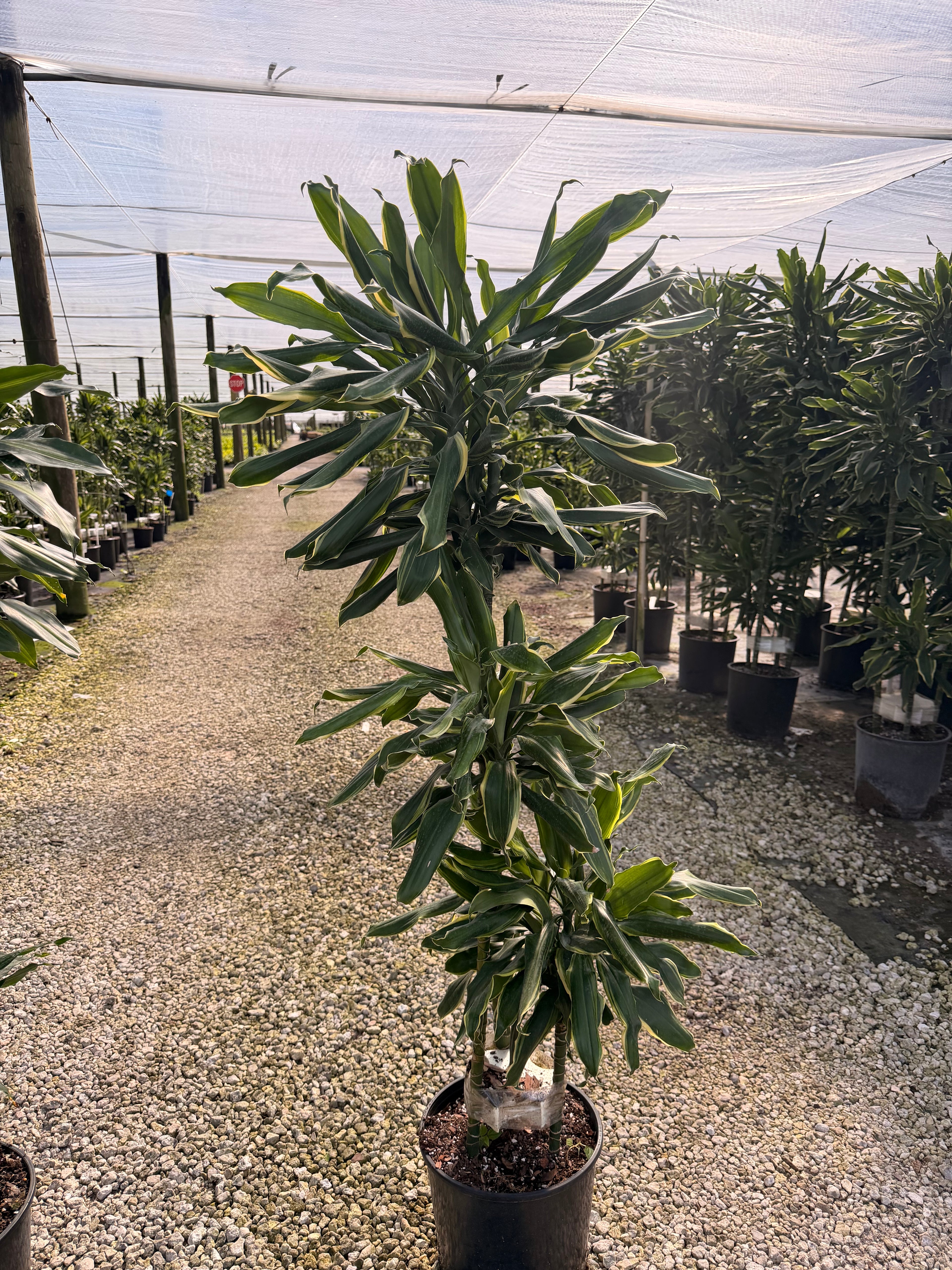 Dracaena Moonlight cane, 10” pot