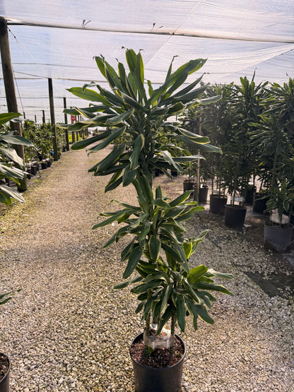 Dracaena Moonlight cane, 10” pot