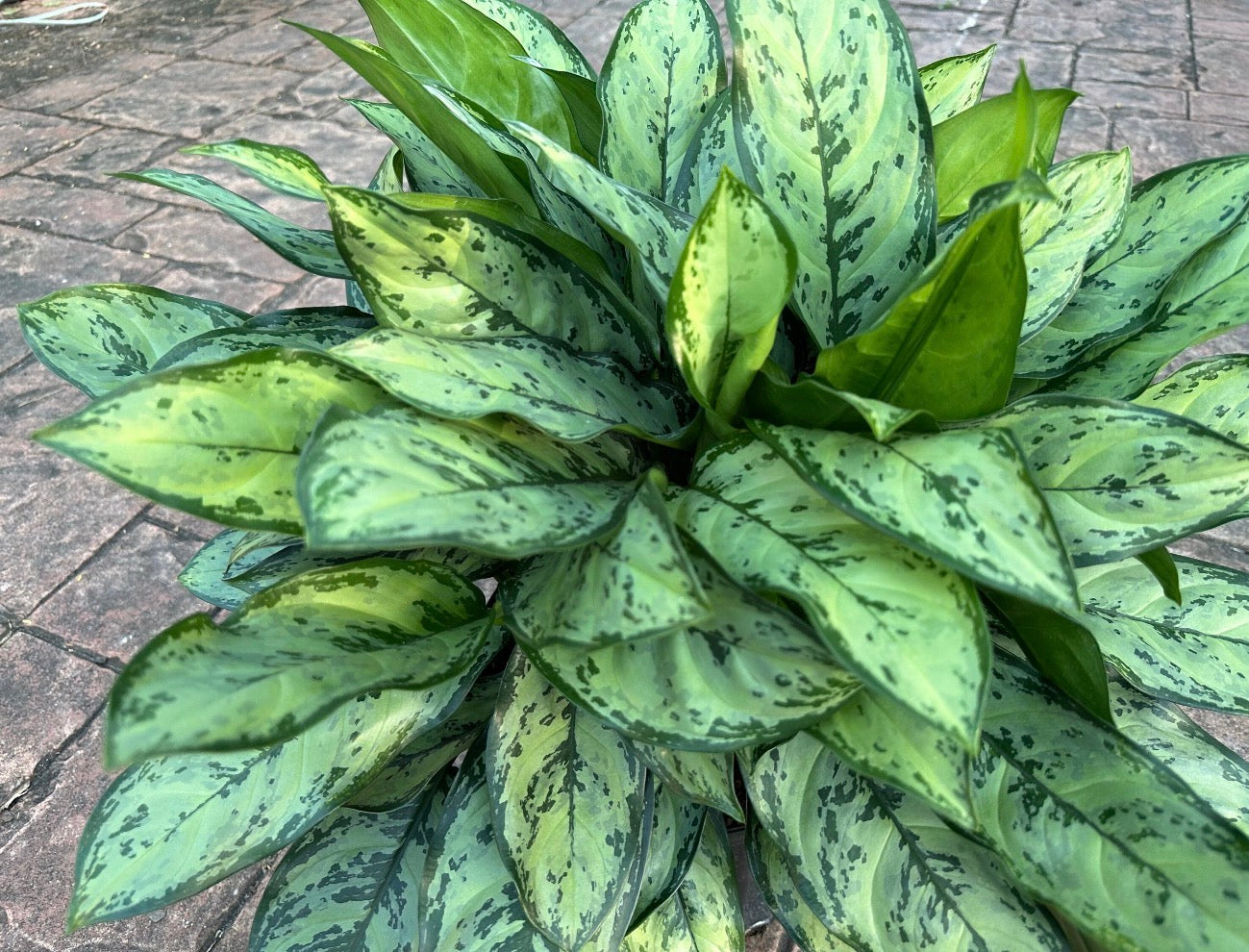 Aglaonema Mi Primo, 10” pot