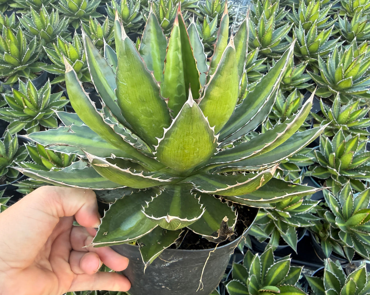 Agave Lophantha