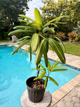 Load image into Gallery viewer, Variegated Rhapis, 1 g pot