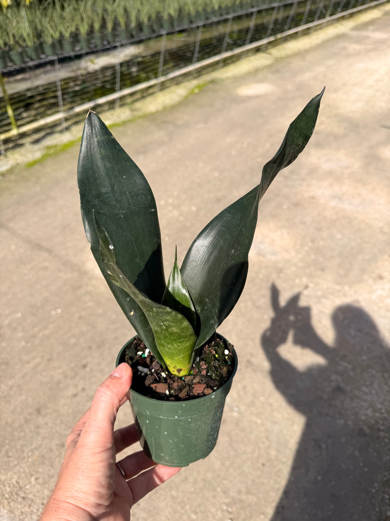 Sansevieria Starter pack A