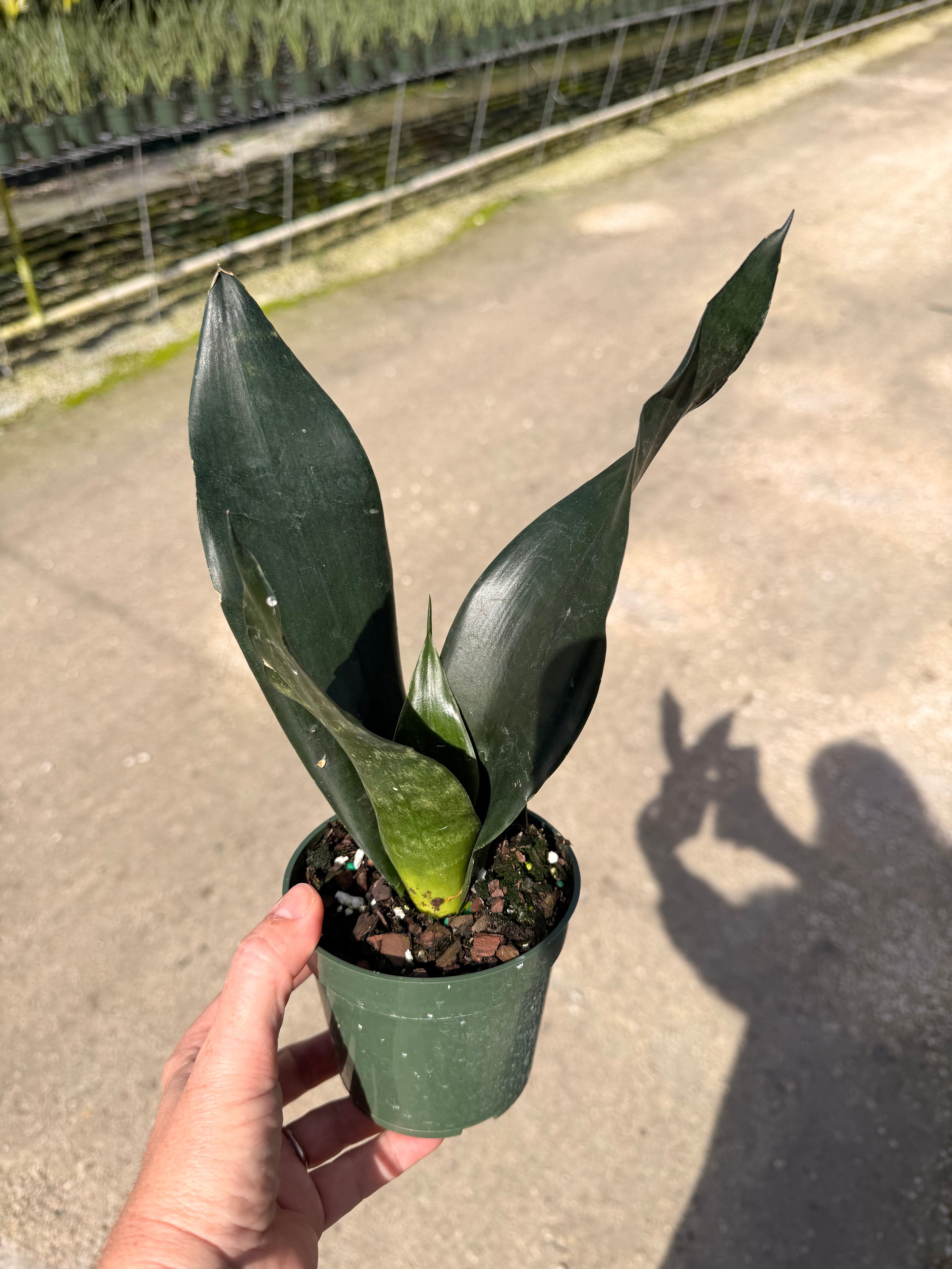 Sansevieria Starter pack A