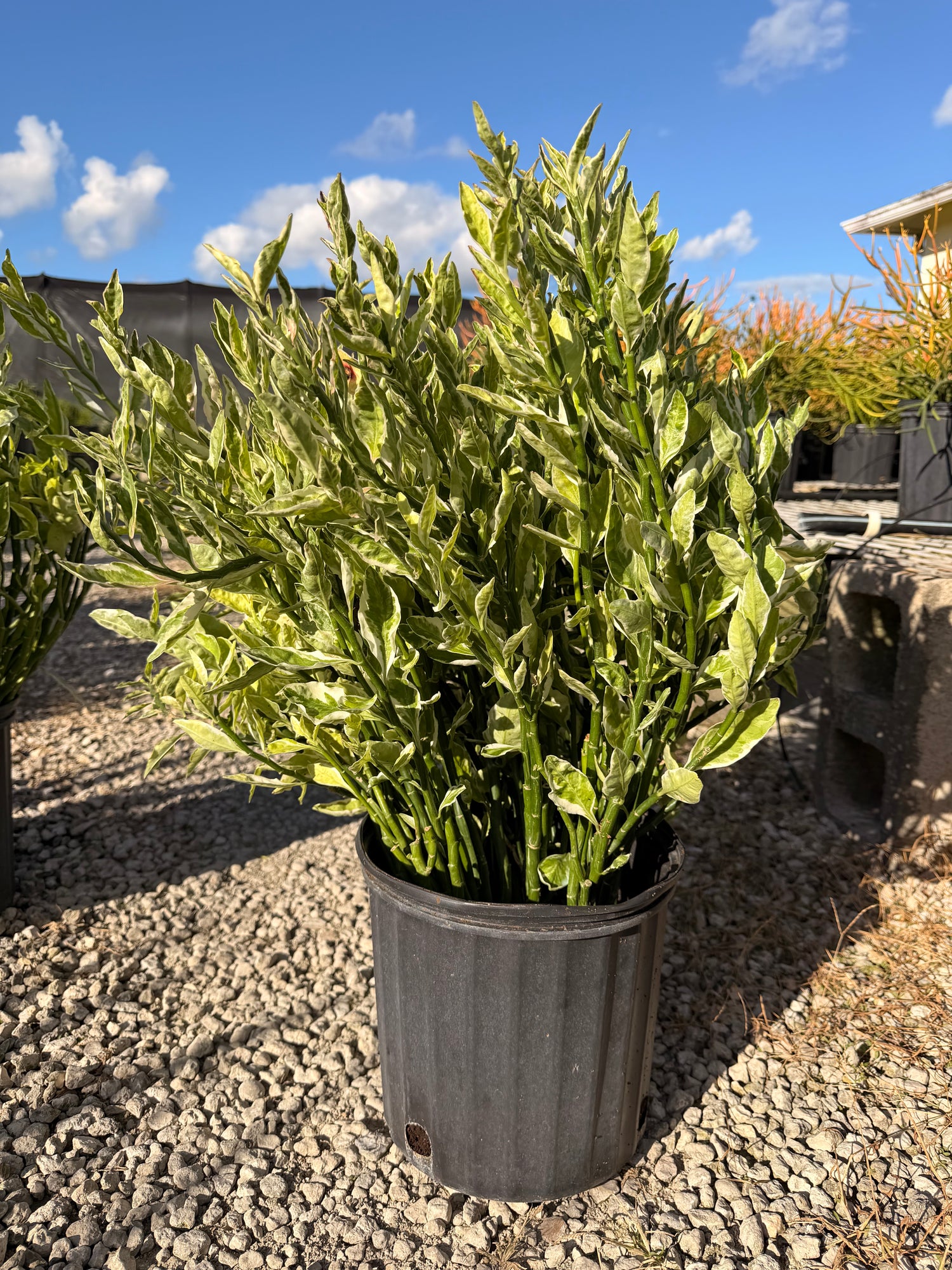 Devils Backbone plant, Zig Zag plant, 10” pot