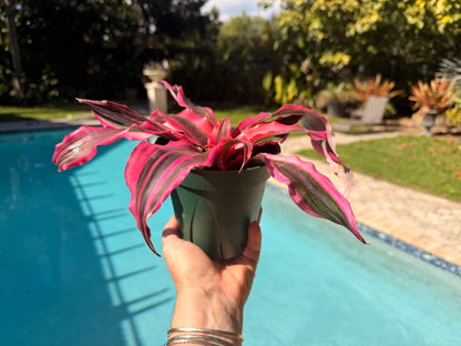 Cryptanthus Red Baron, 5” pot
