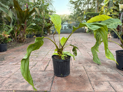 White Tacca Bat plant, 10” pot. Tacca chantieri - Will ship with a bud.
